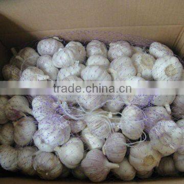 HOT SALE--Chinese fresh garlic