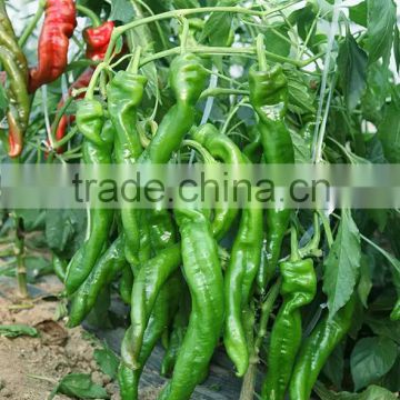 High quality High yield pepper seeds Chili Seeds for growing-Cyclone