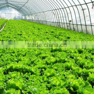 Large Multi-span Commercial Greenhouse ,agricultural Greenhouse ,vegetables Greenhouse photo-4
