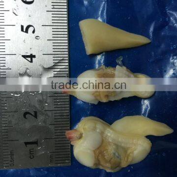 BQF Suff Clam Meat for USA Market photo-5
