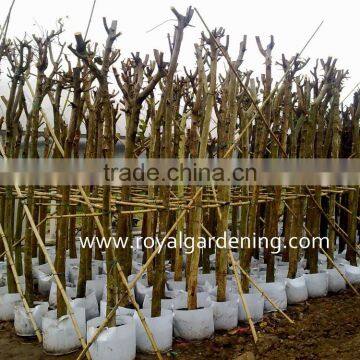 Cassia Fistula Yellow Flower Trees photo-2