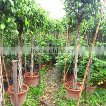 Ficus benjamina braided shape