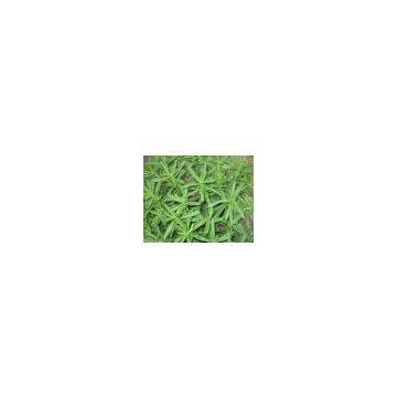 Pure Natural Stevia Leaf Extract /Stevioside, RA