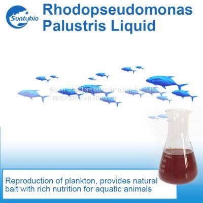 Photosynthetic Bacteria photo-3