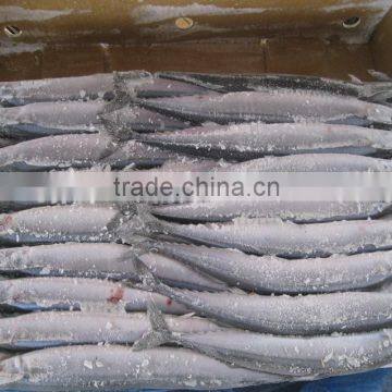 Seafrozen Pacific Saury wr photo-2