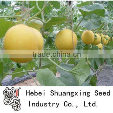 Golden Sun yellow skin white meat melon seeds