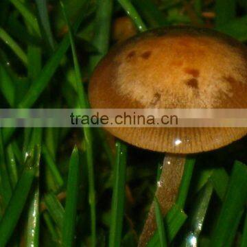 Polish Wild Dried Button Mushroom Natural Cultivation