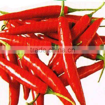 Vietnam fresh small red chili