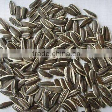New Crop Chinese Sunflower Seed 5009/3638/0409/103/601 for Bird Big Size photo-2