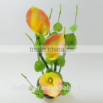 High class potted flower calla lily for indoor ornament