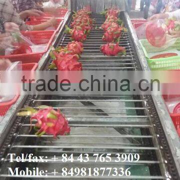 dragon fruit/ export from viet nam/ hight quality / dragon fruit