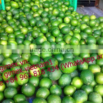 Fresh Lemon High Quality Seedless Gimex 2015 photo-2