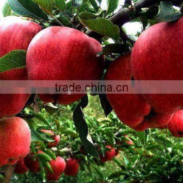 tianshui huaniu apple from china