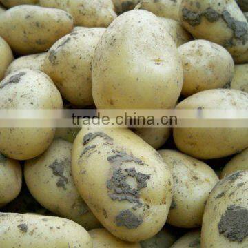 2011 chinese fresh potato,delicious for all family and restaurant