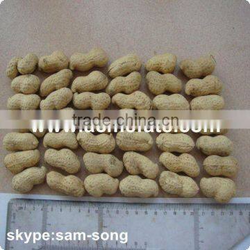 Chinese Peanut in Shell