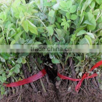 Multi Color Roses Seedlings photo-2