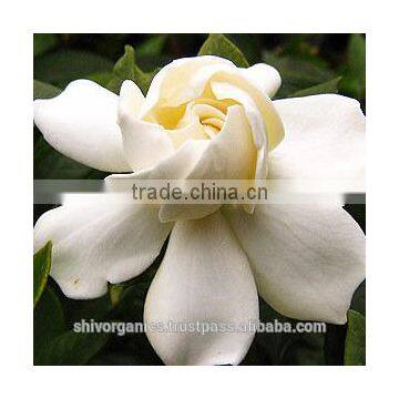 Blue Lotus Absolute