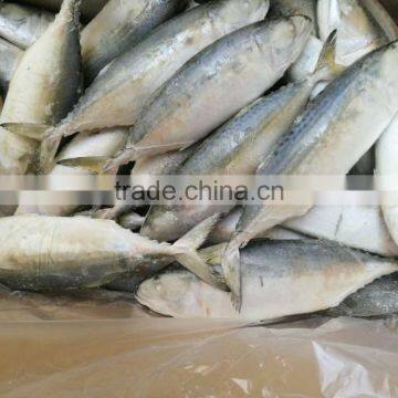 Frozen indian mackerel marine fish seafood supplier with cheap price