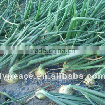 onion plant for spices and food from china