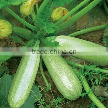 HSQ02 Sihu Light green F1 hybrid squash/zucchini seeds