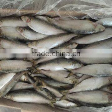 New product 2017 sardinella 30 of ISO9001 Standard