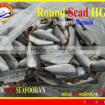 FROZEN HGT ROUND SCAD