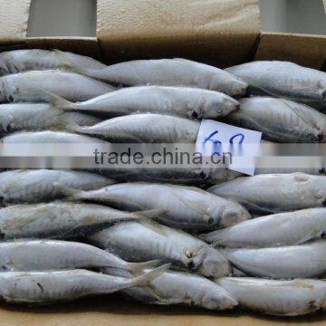 Frozen Fish Frozen Horse Mackerel 60--80 photo-4
