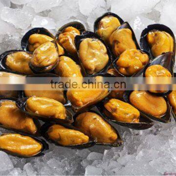 seafood frozen mussel meat in half shell