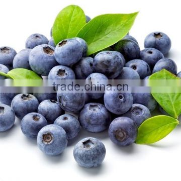 Chinese natural organic Bilberry fruit extract powder