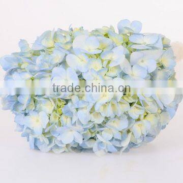 Best Price Fresh Cut Processing Type Natural Hydrangea Wholesale From Yunnan ,China photo-5