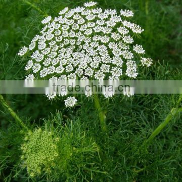 Best Quality Trachyspermum ammi Powder At Your Door Step