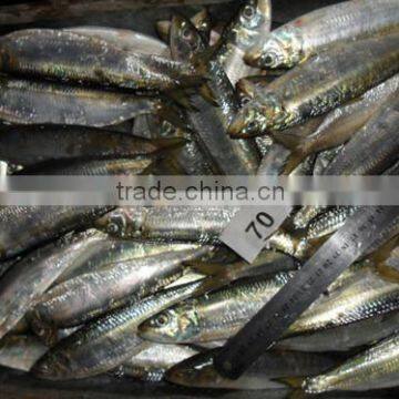 Frozen Sardines (Sardinella Longiceps) for bait and canning