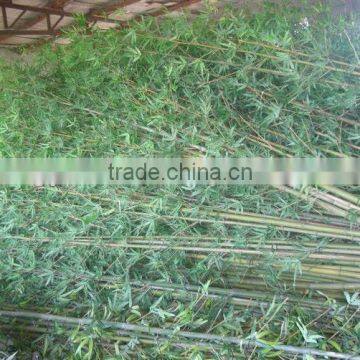 2013 best sellest artificial outdoor green bamboo plants