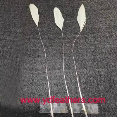 Stripped White Rooster Tail Feather For Wholesale From China photo-3