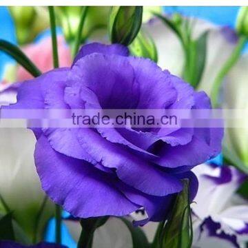 Top grade hot selling fresh cut flower eustoma wholesale