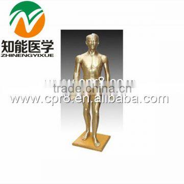 BIX-Y1002 Human Acupuncture Model(Bronze) 178CM