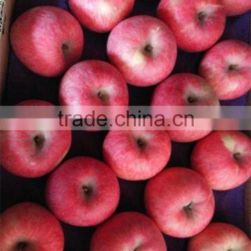 Red Fuji Apple Fresh Fuji Apple