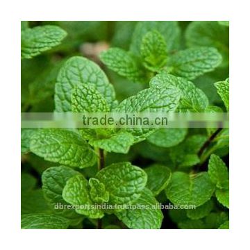 Spearmint Oil (Mentha Spicata)