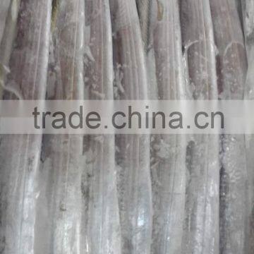 Largehead Hairtail photo-2