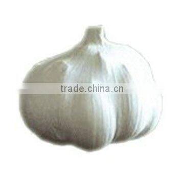 Pure White Garlic
