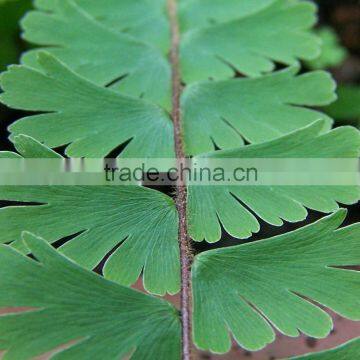 Adiantum caudatum (Trailing Maidenhair, Walking Maidenhair Fern)