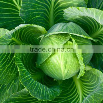 Cabbage Seeds