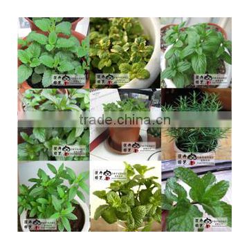 Mint Seeds Mentha Piperita Seeds For Planting