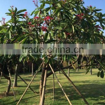 Red Flower Plumeria Rubra L. Cv. Acutifolia