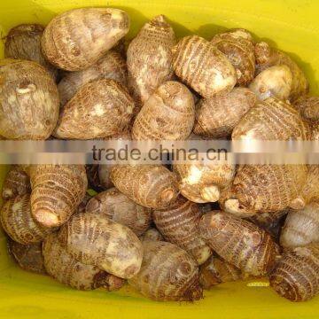 Fresh Taroes photo-3