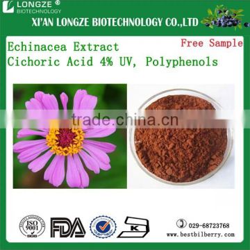 Echinacea Purpurea Extract echinacea purpurea extract in bulk powder