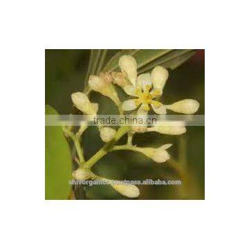 Bay Leaf oil (Cinnamomum tamala)