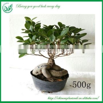 Ficus Ginseng Live Bonsai Tree