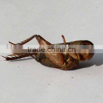 reptile food high quality dried crickets