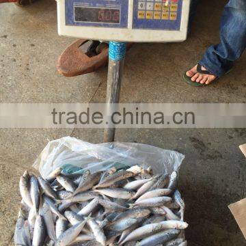 Superior Quality 18CM China Made Frozen Fresh Horse Mackerel photo-3